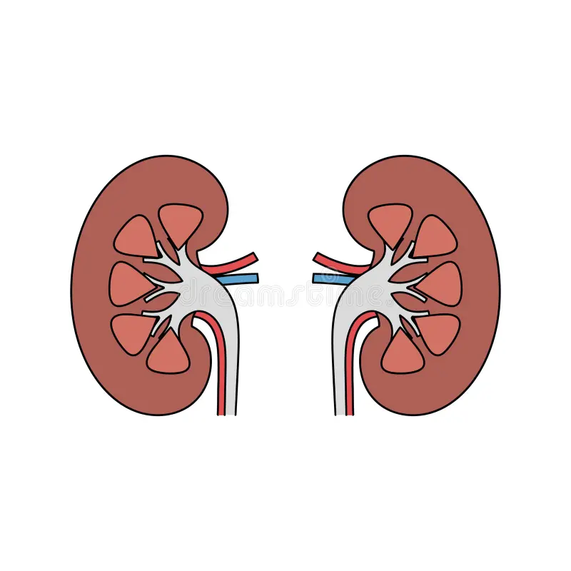 Kidney Function